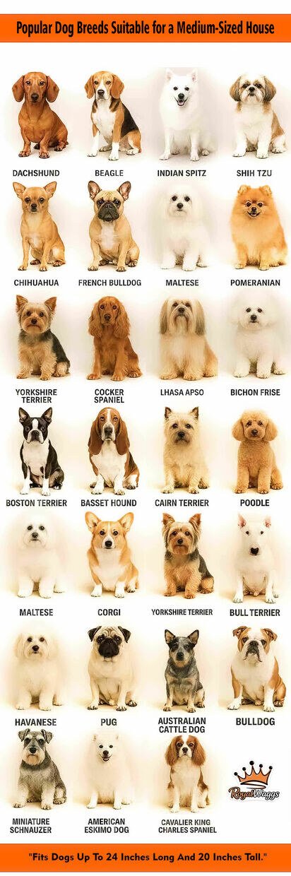 RoyalWaggs is a premium luxury Indian pet products manufacturing brand, specializing in high-quality pet shelters, durable pet toys, stylish pet accessories, professional grooming products, nutritious pet foods, and more for dogs and cats.